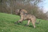 IRISH WOLFHOUND 387